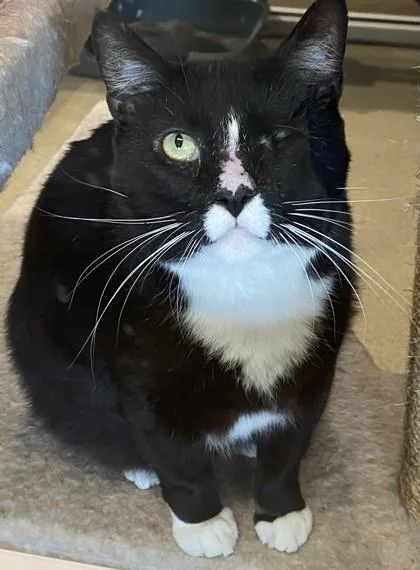 An adult extra large-sized male Domestic Short Hair cat named Horus for adoption in North Richland Hills, TX