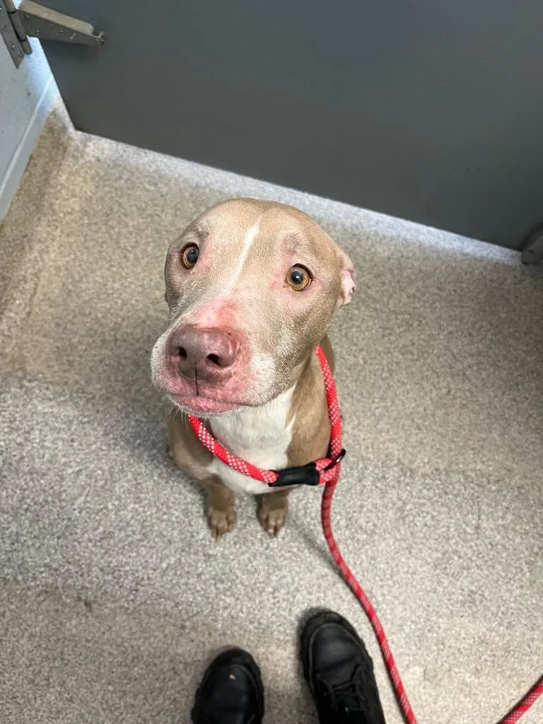 An adult medium-sized female Pit Bull Terrier dog named Bella for adoption in Troy, OH