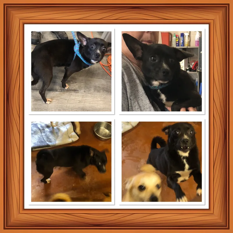 A young small-sized male Black Chihuahua dog named Porky for adoption in Buckhannon, WV