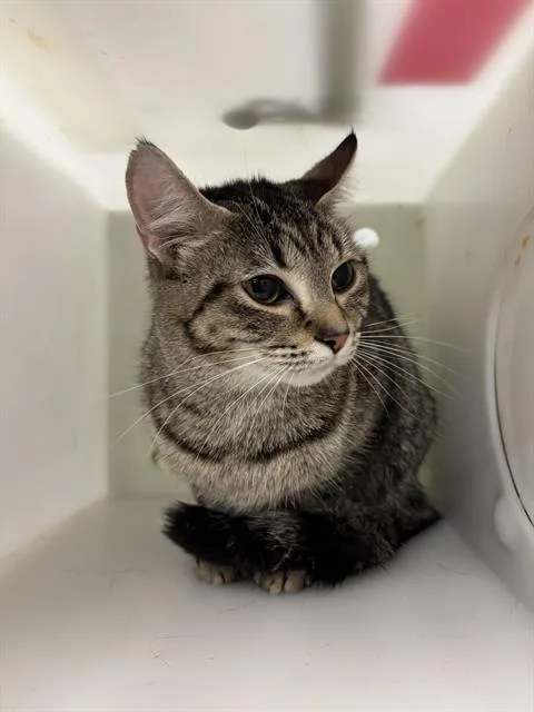 A young small-sized female Domestic Short Hair cat named Princess for adoption in Indianapolis, IN