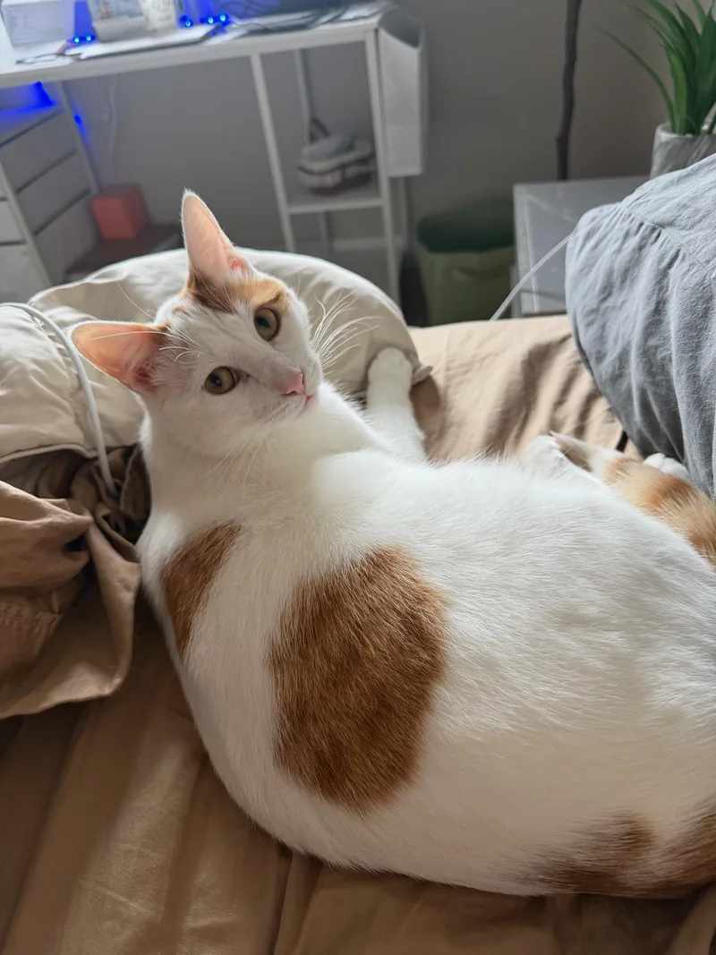 A young large-sized male Orange & White Domestic Short Hair cat named Ffc Sparky for adoption in Omaha, NE