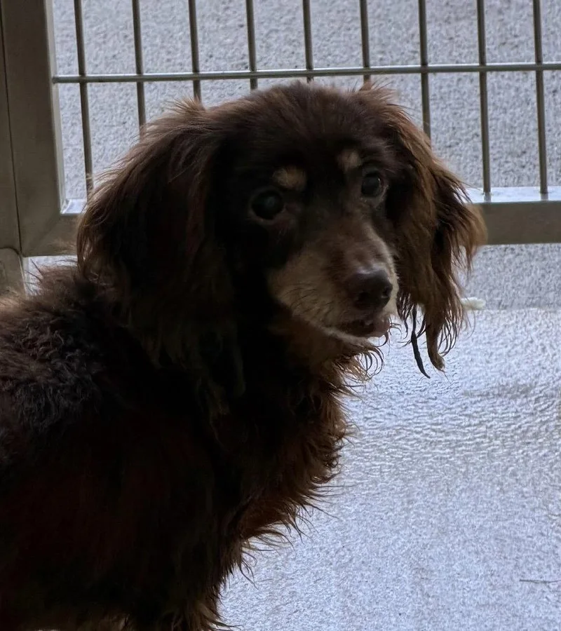 A senior medium-sized female Dachshund dog named Brownie for adoption in Pearland, TX