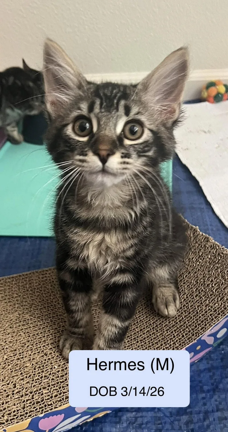 A baby medium-sized male Domestic Short Hair cat named Hermes for adoption in Vacaville, CA