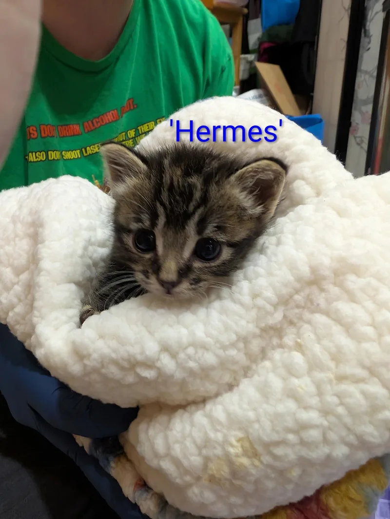 Hermes thumbnail 2