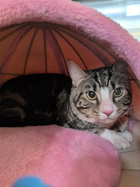 A young medium-sized male Domestic Short Hair cat named Potato Chip for adoption in Lancaster, CA