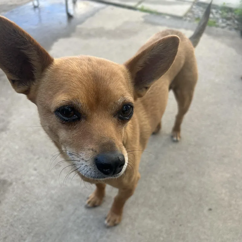 An adult small-sized male Red / Chestnut / Orange Chihuahua dog named Dior for adoption in Columbia, SC