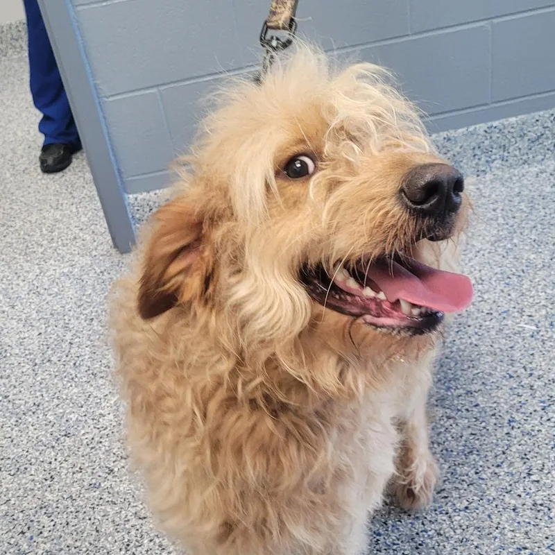 An adult large-sized male Golden Poodle dog named Devin for adoption in Greenville, SC