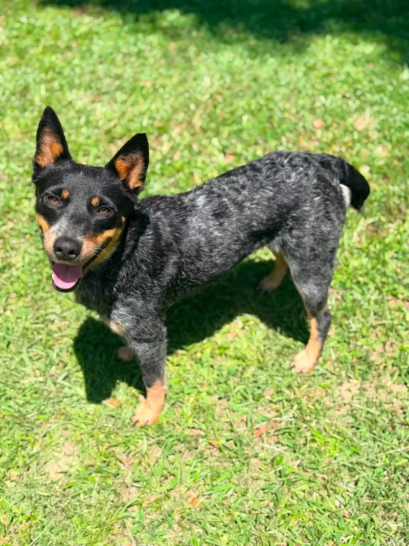 Pepper
