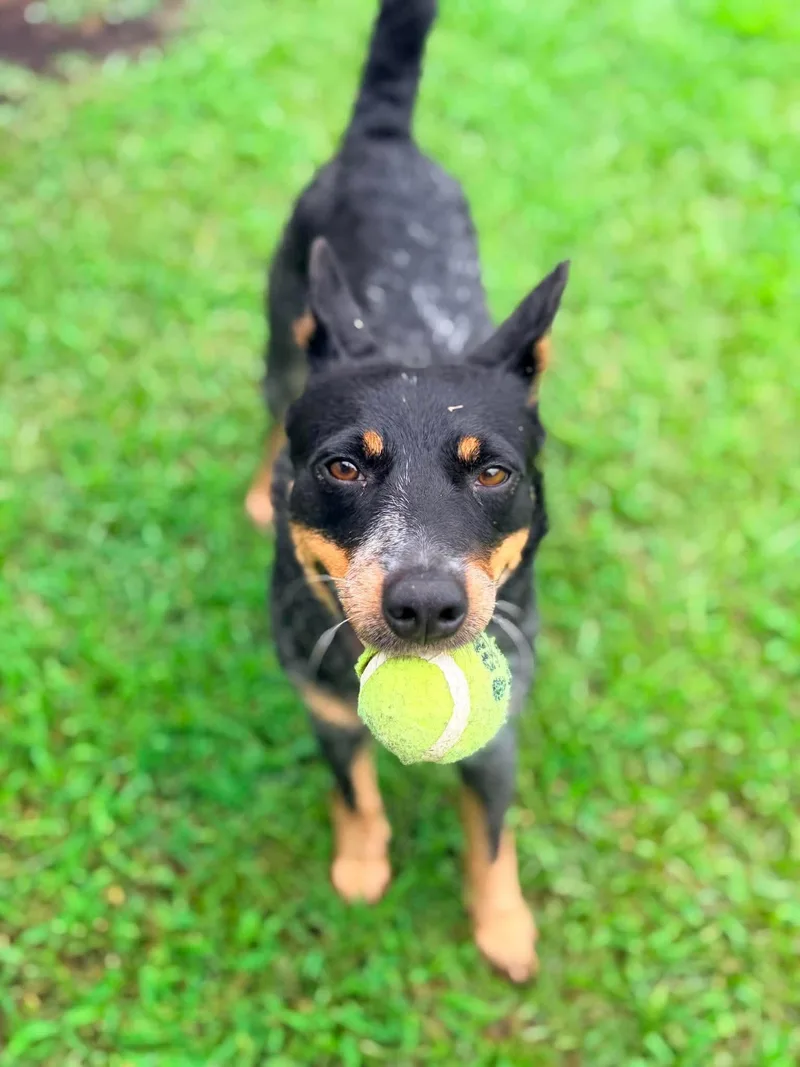 Pepper thumbnail 2
