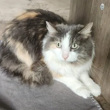 An adult medium-sized female Calico Domestic Long Hair cat named Cheese for adoption in West Olive, MI