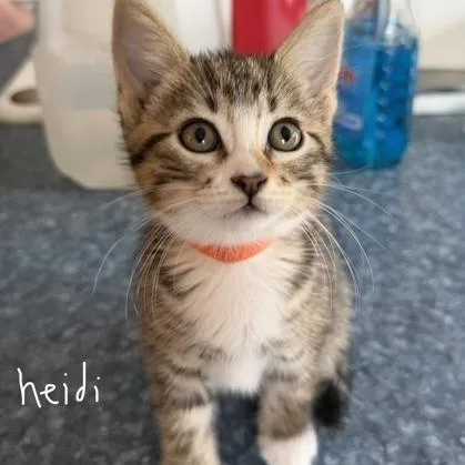A baby small-sized female Tabby (Brown / Chocolate) Domestic Short Hair cat named Heidi for adoption in Rochester, MN