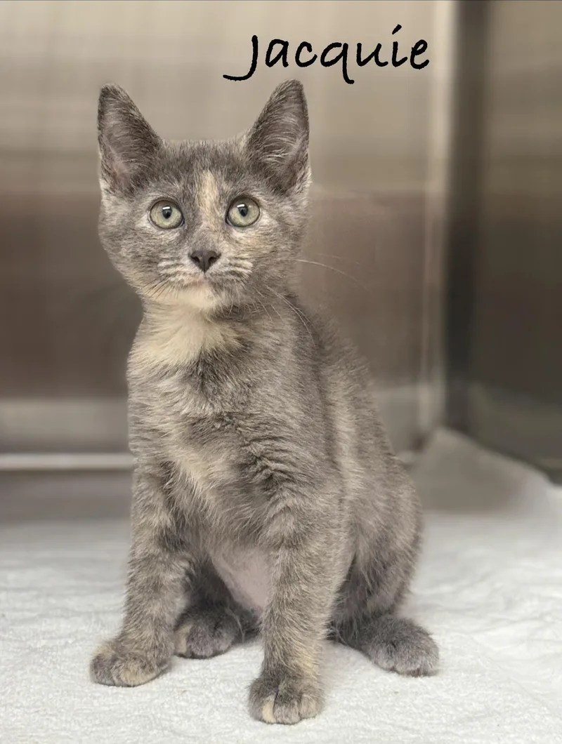 A baby medium-sized female Dilute Tortoiseshell Domestic Short Hair cat named Jacquie for adoption in Pawleys Island, SC