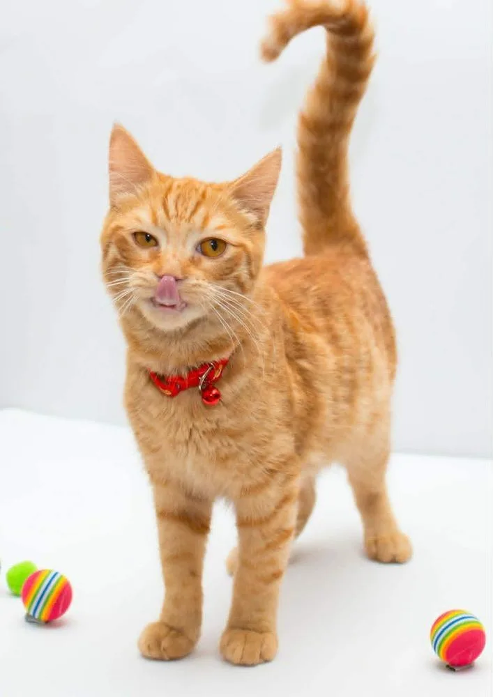 A baby small-sized male Tabby (Orange / Red) Egyptian Mau cat named Milo for adoption in WOLCOTT, CT