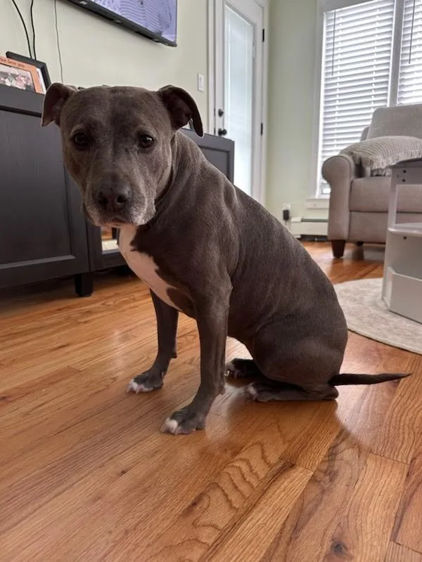 An adult medium-sized female Gray / Blue / Silver American Staffordshire Terrier dog named Gigi for adoption in Manhasset, NY