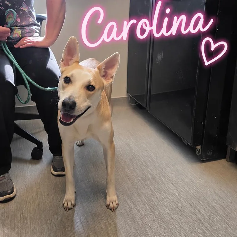 Carolina