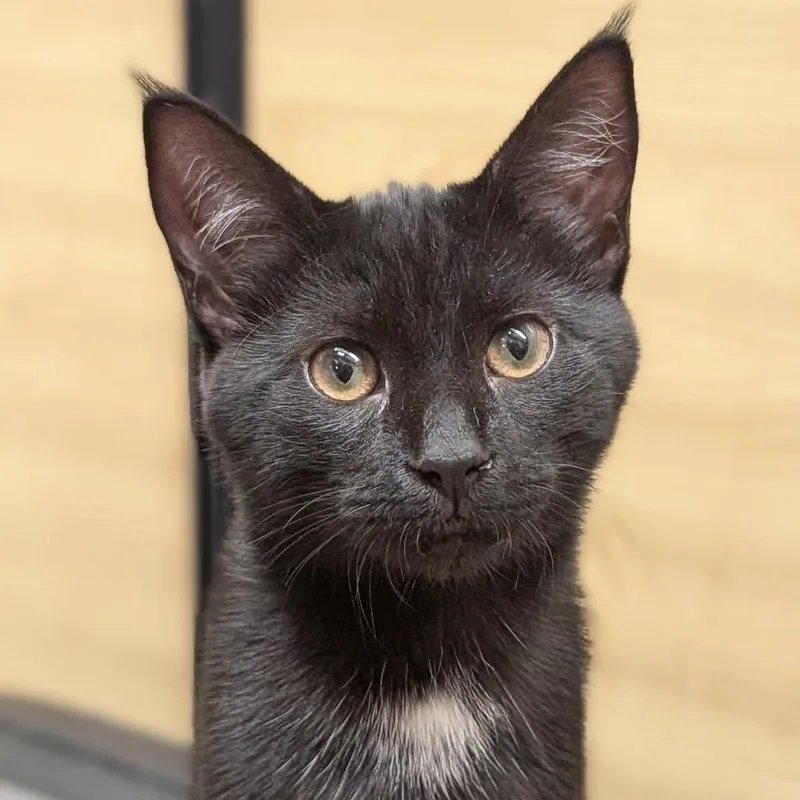 A baby medium-sized female Black & White / Tuxedo Domestic Short Hair cat named Tina for adoption in Sewell, NJ