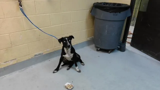 An adult medium-sized female Australian Cattle Dog / Blue Heeler dog named Tango for adoption in Tulsa, OK