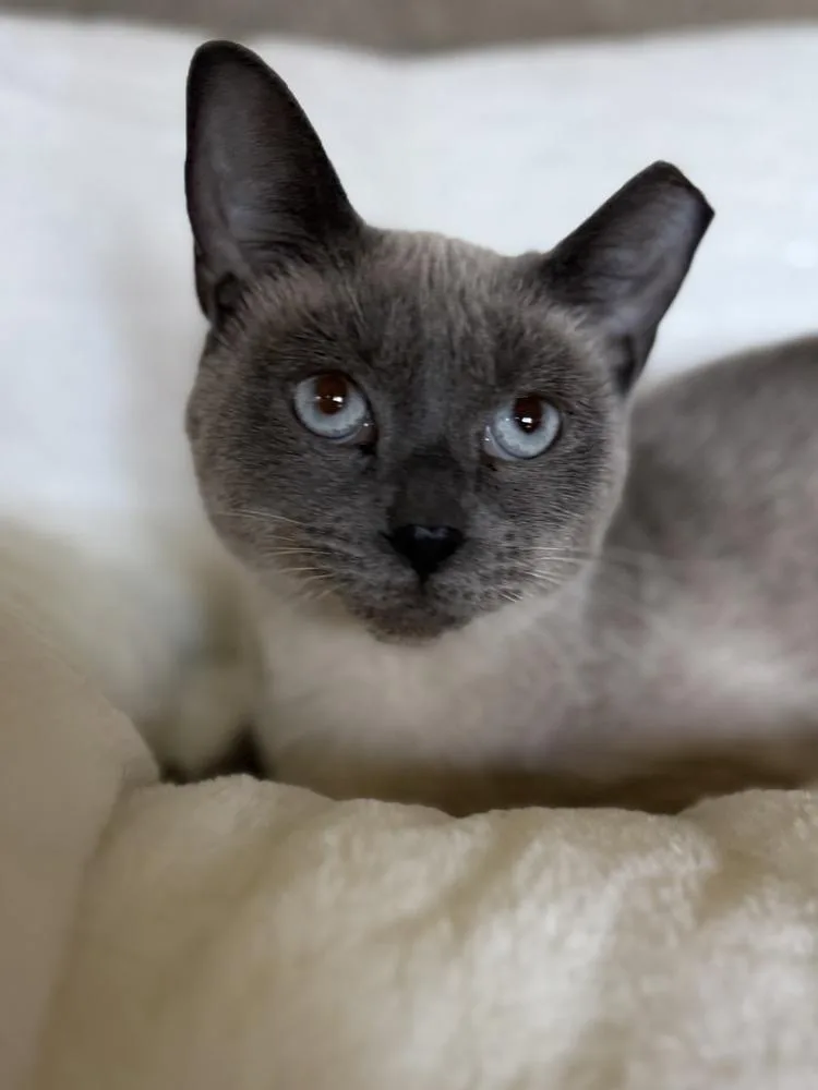 Jasmine thumbnail 6
