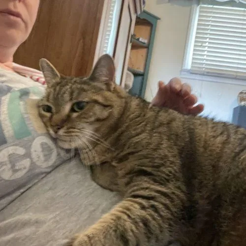 An adult medium-sized female Tabby (Brown / Chocolate) Domestic Short Hair cat named Lorrie for adoption in Seven Valleys, PA