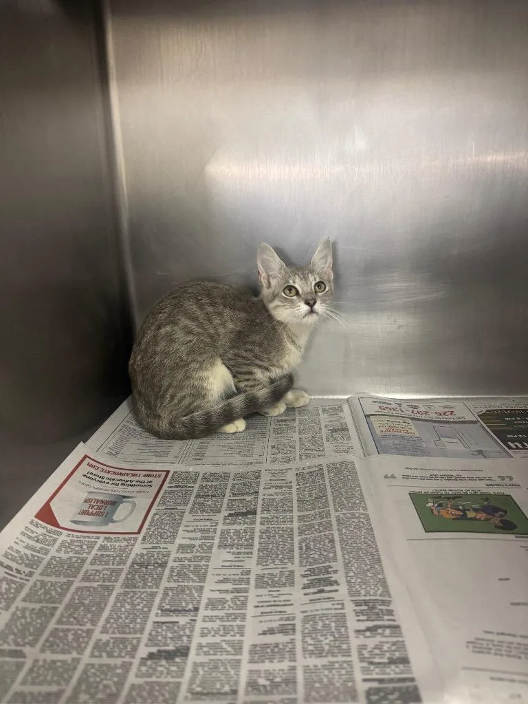 A baby medium-sized female Domestic Short Hair cat named Evalyn for adoption in Sorrento, LA
