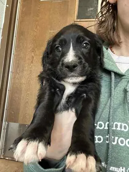 A baby large-sized male Mixed Breed dog named White Sox for adoption in Munster, IN