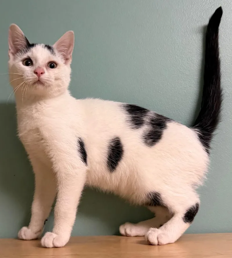 A baby medium-sized male Black & White / Tuxedo Domestic Short Hair cat named Gerald for adoption in Amery, WI