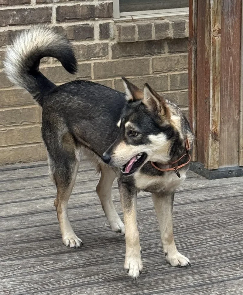 A young medium-sized female Shepherd dog named Shelby for adoption in Horn Lake, MS