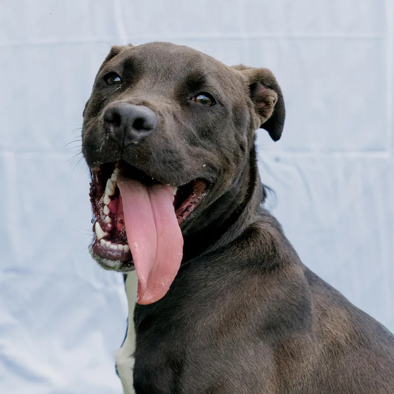 A young medium-sized male Black Terrier dog named Henry for adoption in POLKTON, NC
