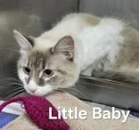 A young medium-sized female Gray & White Domestic Short Hair cat named Little Baby for adoption in Moline, IL