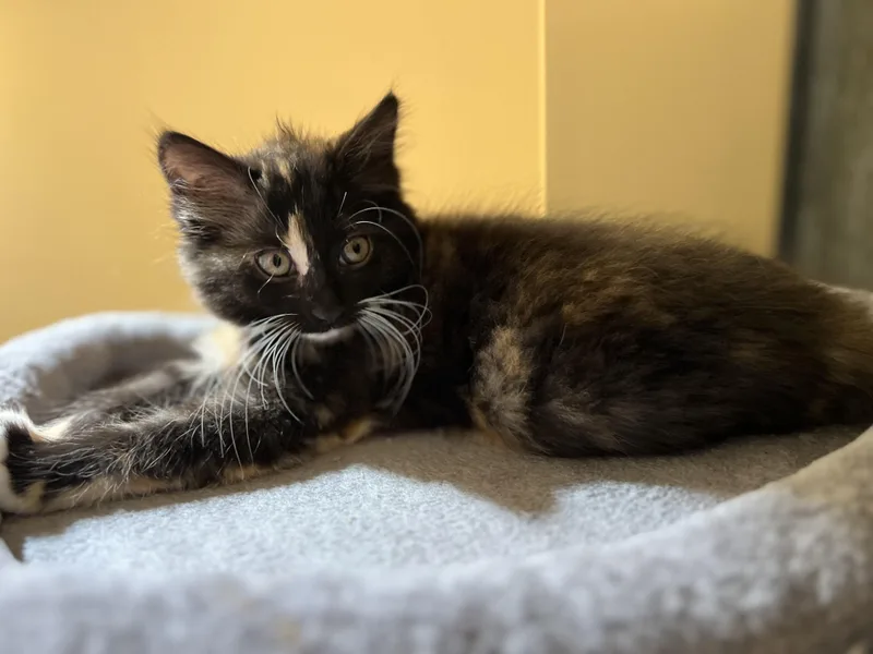 A baby medium-sized female Tortoiseshell Domestic Long Hair cat named Artemis for adoption in Wilmington, NC