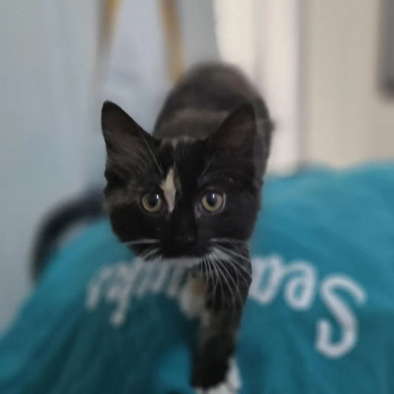 Artemis thumbnail 2