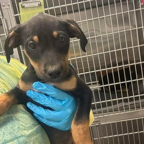 A baby large-sized male Black Mouth Cur dog named Pistachio for adoption in Bastrop, TX