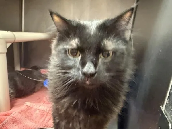 An adult small-sized male Domestic Long Hair cat named Taylor for adoption in Salisbury, MD