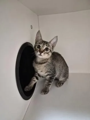 A baby small-sized female Domestic Short Hair cat named Tin for adoption in Savannah, GA