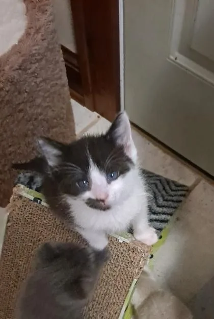 A baby small-sized male Domestic Short Hair cat named Forrest for adoption in Verona, WI