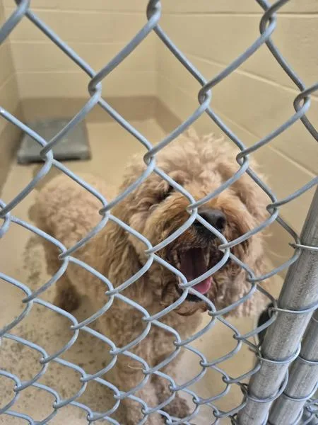 A young medium-sized male Poodle dog named Ic Rover for adoption in Lawrenceville, GA