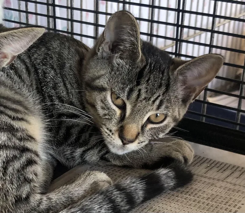 A baby medium-sized female Tabby (Brown / Chocolate) Domestic Short Hair cat named Waffles for adoption in Parma, OH