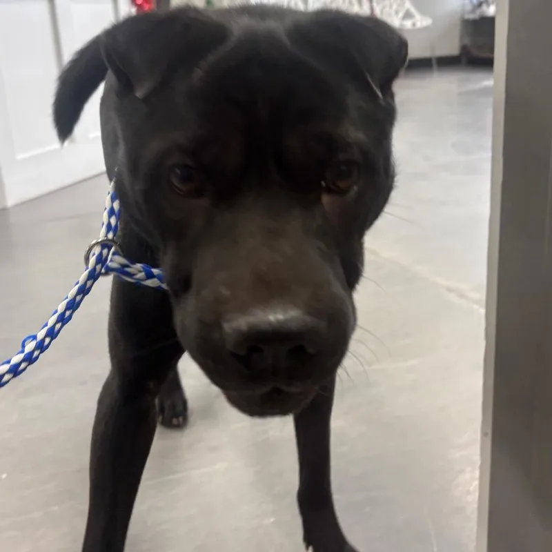 Diamond Star thumbnail 2