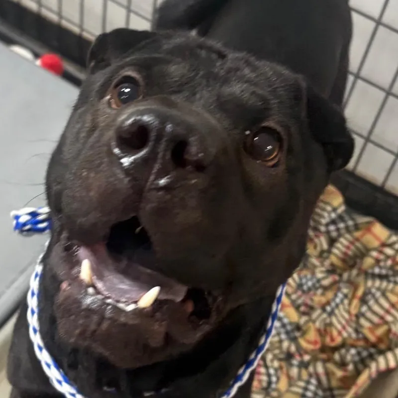 Diamond Star thumbnail 3