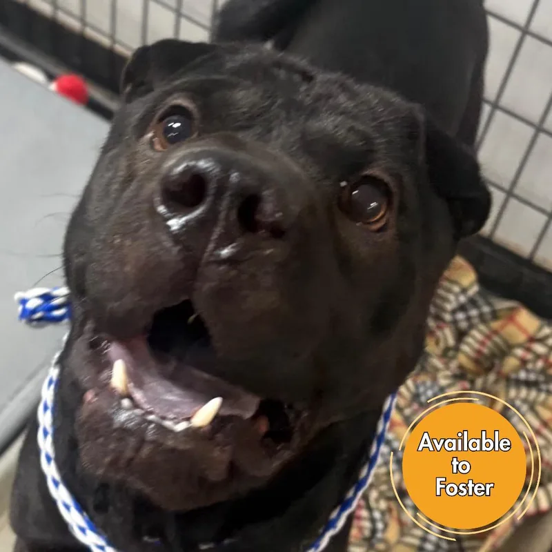 Diamond Star thumbnail 4