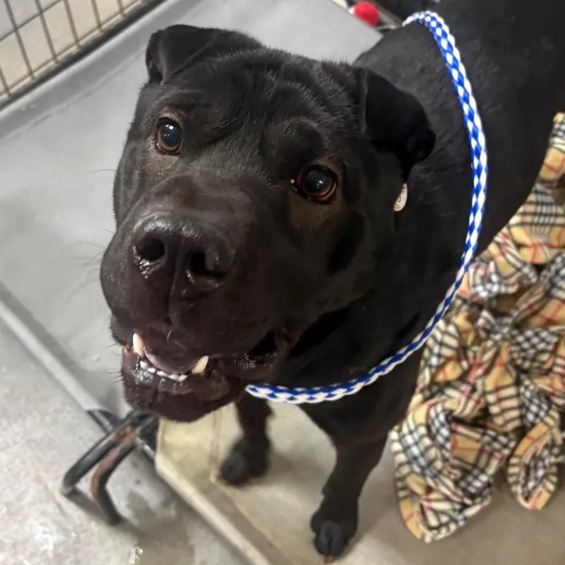 Diamond Star thumbnail 5