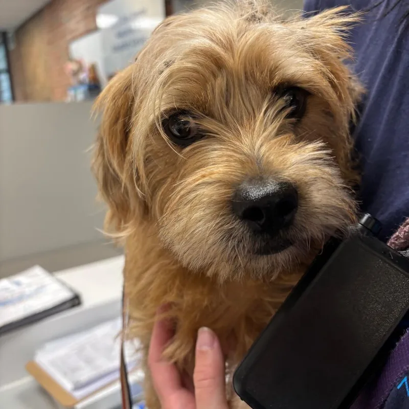 A young small-sized male Mixed Breed dog named Mr. Scruffenhauser for adoption in Allentown, PA