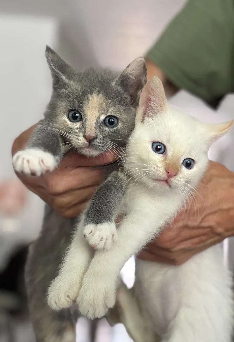 A baby medium-sized male Domestic Short Hair cat named Sammie for adoption in Lincoln, CA