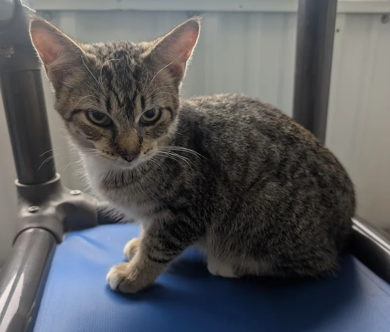 A young small-sized male Domestic Short Hair cat named Alistair for adoption in New Ulm, MN