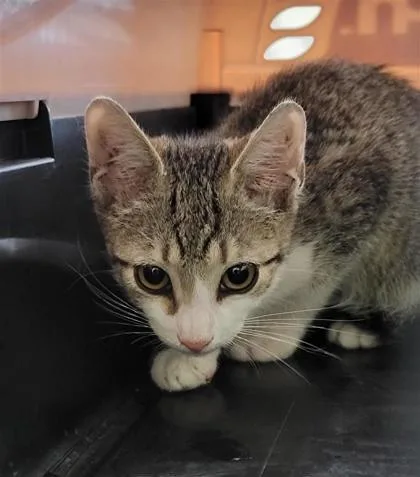 A baby small-sized male Domestic Short Hair cat named Appletun for adoption in Largo, FL