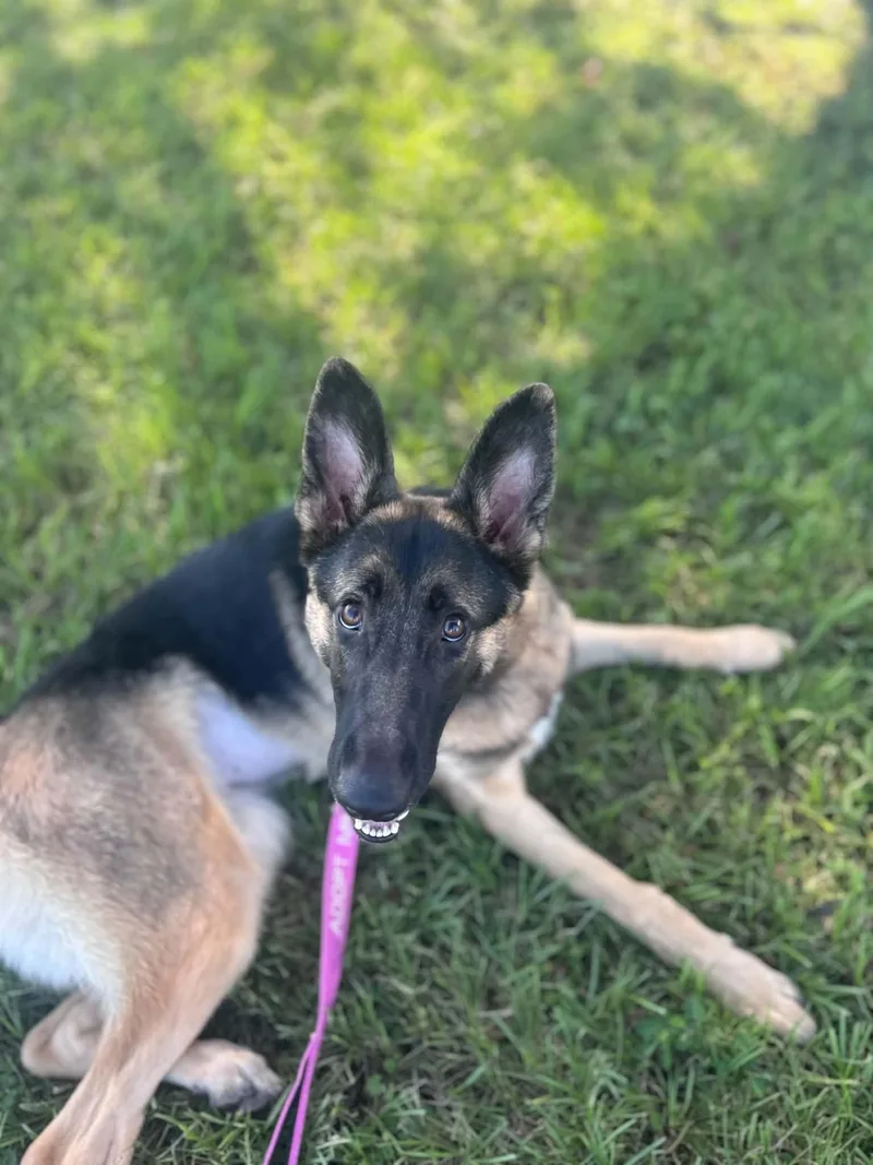 A baby medium-sized female German Shepherd Dog dog named Anka for adoption in Myakka City, FL