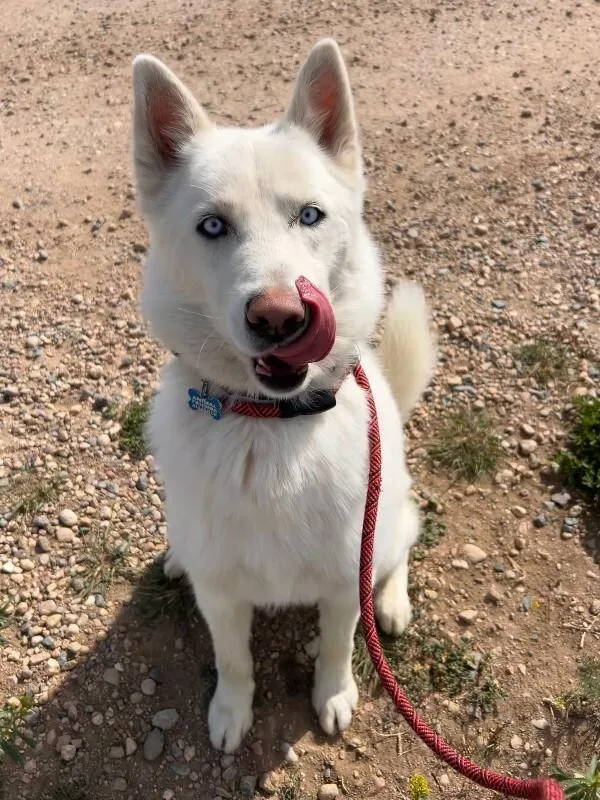 An adult medium-sized male White / Cream Husky dog named Kye for adoption in Fort Collins, CO