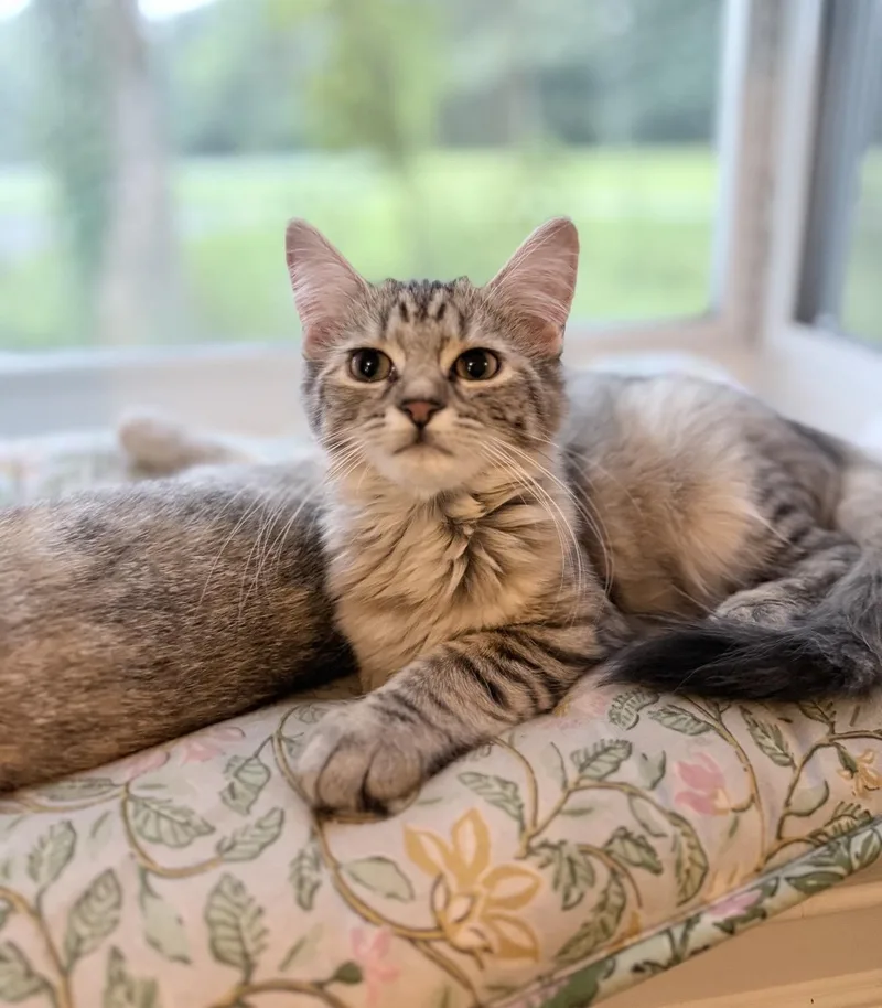 Hazel