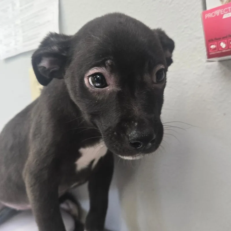 A baby small-sized female Black Terrier dog named Valkyrie for adoption in San Jacinto, CA