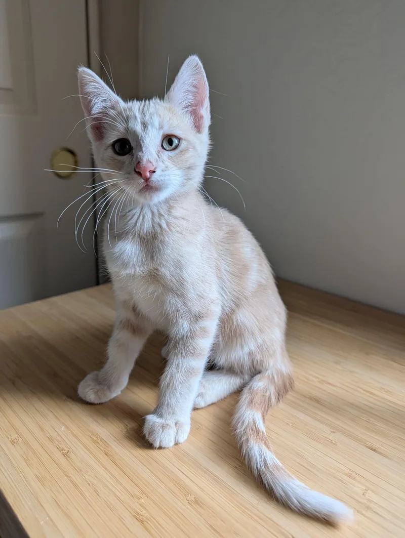 A baby medium-sized male Orange / Red Domestic Short Hair cat named Sunny for adoption in Chandler, AZ